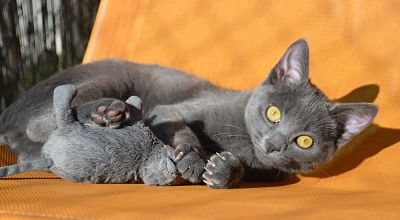 chat-joueur-souris-pension-haut-de-gamme-pour-chats-vacances-de-felix-montpellier-herault