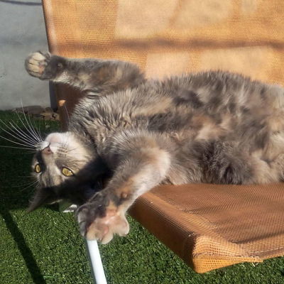 2 400x400 Pension haut de gamme pour chats montpellier herault Cournonsec chat-detente-en-vacances-pension-pour-chats-montpellier-herault