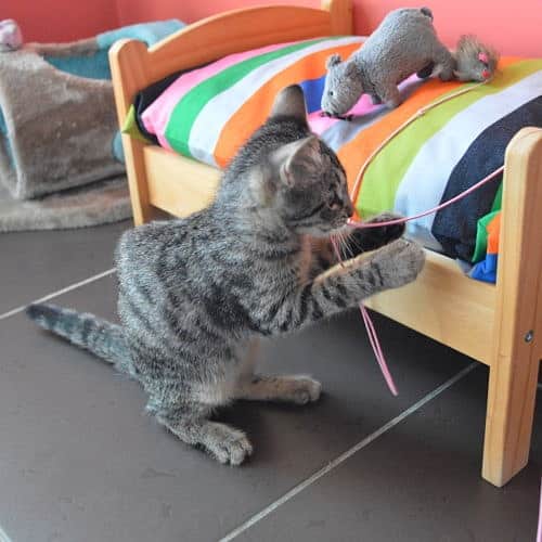 chat joue ficelle lit chambres individuelles pension pour chats montpellier herault chat-joue-ficelle-lit-chambres-individuelles-pension-pour-chats-montpellier-herault