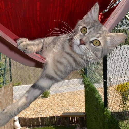 chat gris allonge dans toile ombrage chambres individuelles pension pour chats montpellier herault chat-gris-allonge-dans-toile-ombrage-chambres-individuelles-pension-pour-chats-montpellier-herault