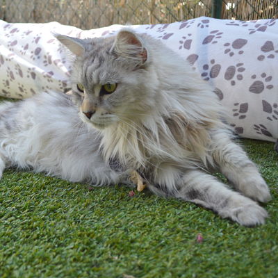 1 400x400 pension haut de gamme pour chats montpellier herault Cournonsec chat-blanc-sur-pelouse-en-vacances-pension-pour-chats-montpellier-herault