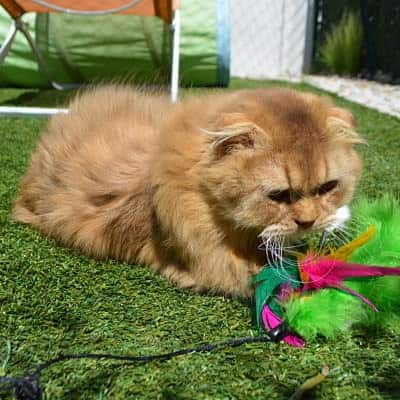 10 400x400 pension haut de gamme pour chats montpellier herault Cournonsec chat-qui-joue-pelouse-chambre-pension-pour-chats-montpellier-herault