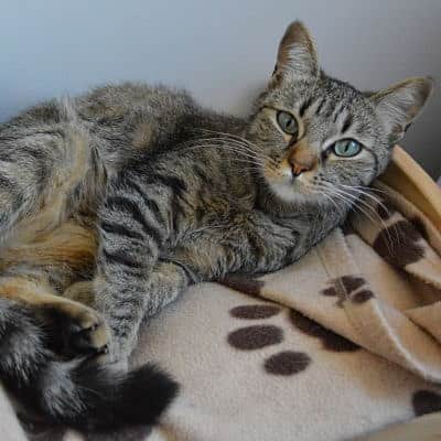 11 400x400 pension haut de gamme pour chats montpellier herault Cournonsec chat-gris-prelasse-douillet-pension-pour-chats-montpellier-herault