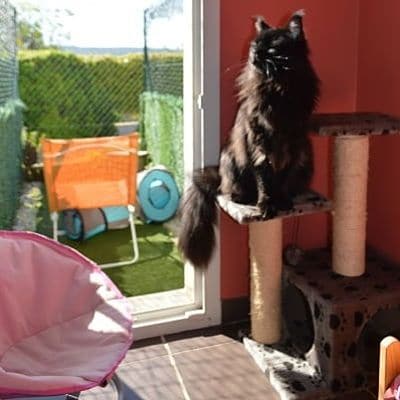 12 400x400 pension haut de gamme pour chats montpellier herault Cournonsec chat-gris-joue-arbre-pension-pour-chats-montpellier-herault