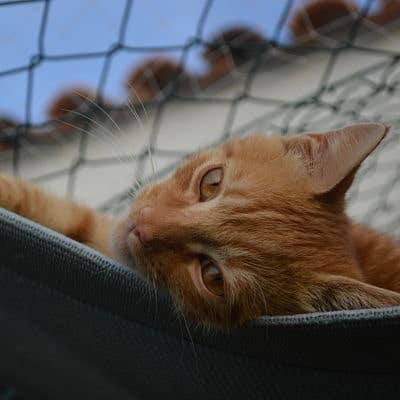 4 400x400 pension haut de gamme pour chats montpellier herault Cournonsec détente-de-chat-sur-toile-tendue-ombrage-en-vacances-pension-montpellier-herault