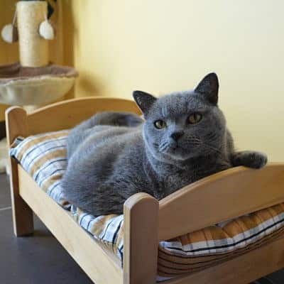 5 400x400 pension haut de gamme pour chats montpellier herault Cournonsec chat-marron-sur-son-lit-en-vacances-pension-montpellier-herault