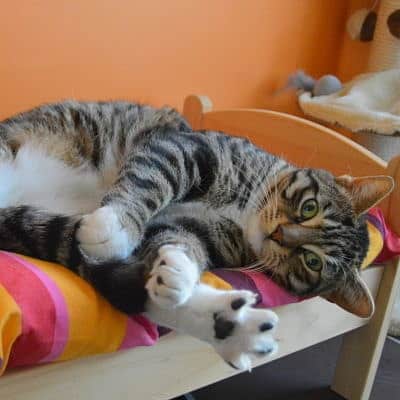 7 400x400 pension haut de gamme pour chats montpellier herault Cournonsec chat-prelasse-sur-chaise-de-la-pension-pour-chats-montpellier-herault