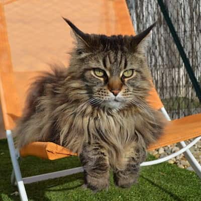 9 400x400 pension haut de gamme pour chats montpellier herault Cournonsec chat-en-detente-sur-chaise-pension-pour-chats-montpellier-herault