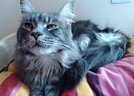 02 275x197 Pension haut de gamme pour chats montpellier herault Cournonsec chat-detente-lit-dans chambre-individuelle-en-vacances-pension-pour-chats-montpellier-herault