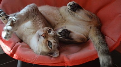 chat-fauteuil-rouge-detente-pension-pour-chats-montpellier-herault