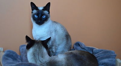 chats-couffin-confort-fauteuil-pension-pour-chats-montpellier-herault-vacances-de-felix