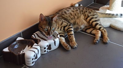 chat-relaxation-fauteuil-pension-pour-chats-montpellier-herault-vacances-de-felix